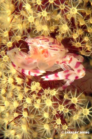 crabe dans alcyonnaire Nosy Be
